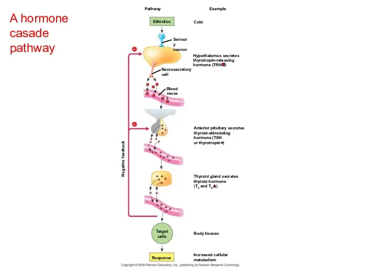 A hormone casade pathway Cold Pathway Stimulus Hypothalamus secretes thyrotropin-releasing hormone (TRH )