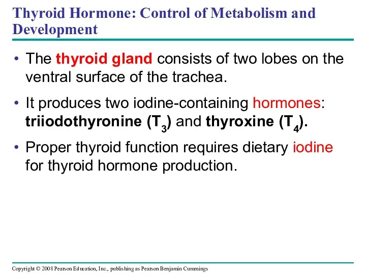 Thyroid Hormone: Control of Metabolism and Development The thyroid gland consists of two