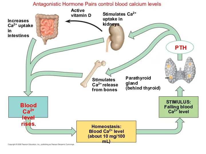 Antagonistic Hormone Pairs control blood calcium levels PTH Parathyroid gland (behind thyroid) STIMULUS: