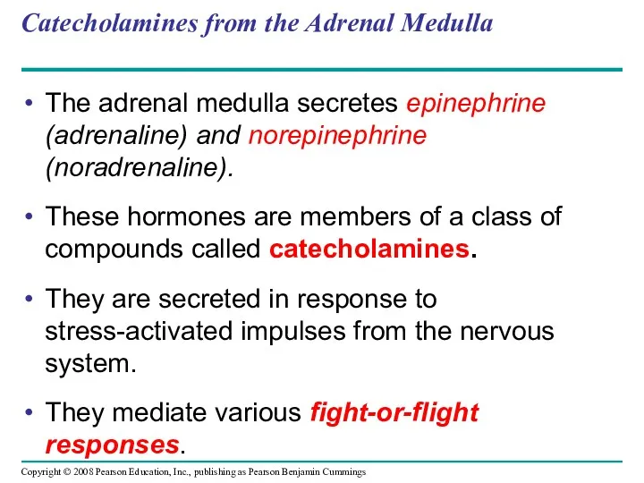 Catecholamines from the Adrenal Medulla The adrenal medulla secretes epinephrine (adrenaline) and norepinephrine
