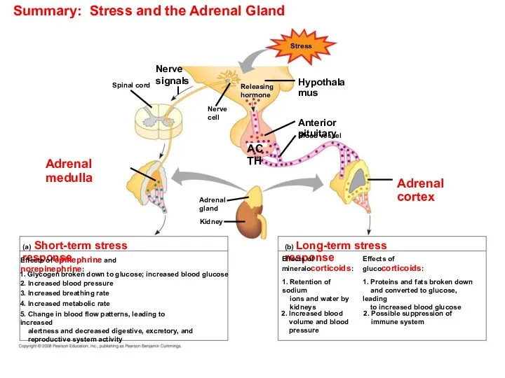Summary: Stress and the Adrenal Gland Stress Adrenal gland Nerve cell Nerve signals