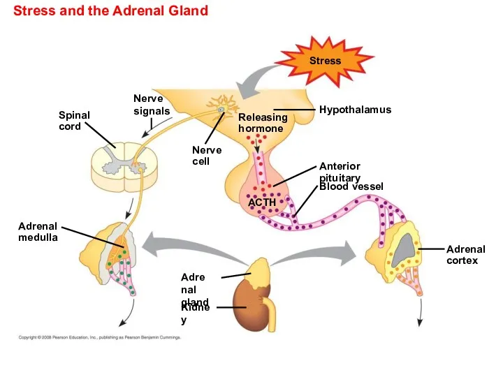 Stress and the Adrenal Gland Stress Adrenal gland Nerve cell