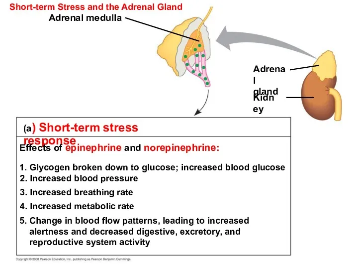 Short-term Stress and the Adrenal Gland (a) Short-term stress response Effects of epinephrine