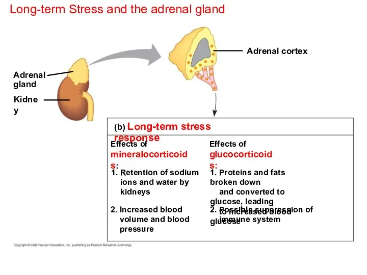 Long-term Stress and the adrenal gland (b) Long-term stress response Effects of mineralocorticoids: