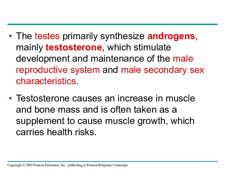 The testes primarily synthesize androgens, mainly testosterone, which stimulate development and maintenance of