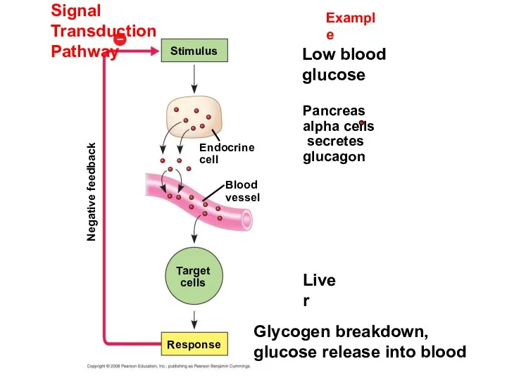 Signal Transduction Pathway Example Stimulus Low blood glucose Pancreas alpha cells secretes glucagon