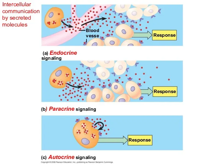 Intercellular communication by secreted molecules Blood vessel Response Response Response (a) Endocrine signaling
