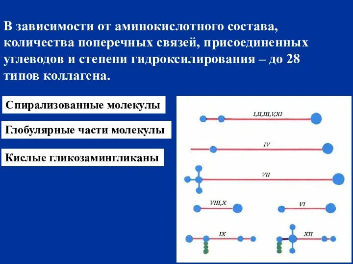 В зависимости от аминокислотного состава, количества поперечных связей, присоединенных углеводов