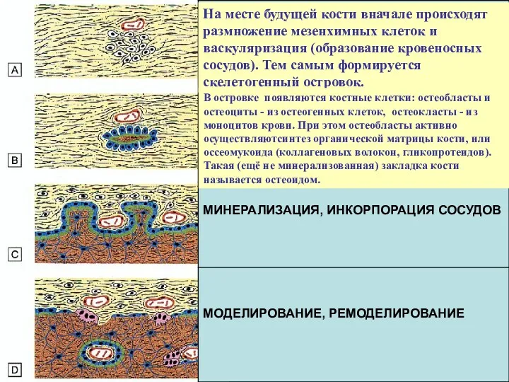 На месте будущей кости вначале происходят размножение мезенхимных клеток и