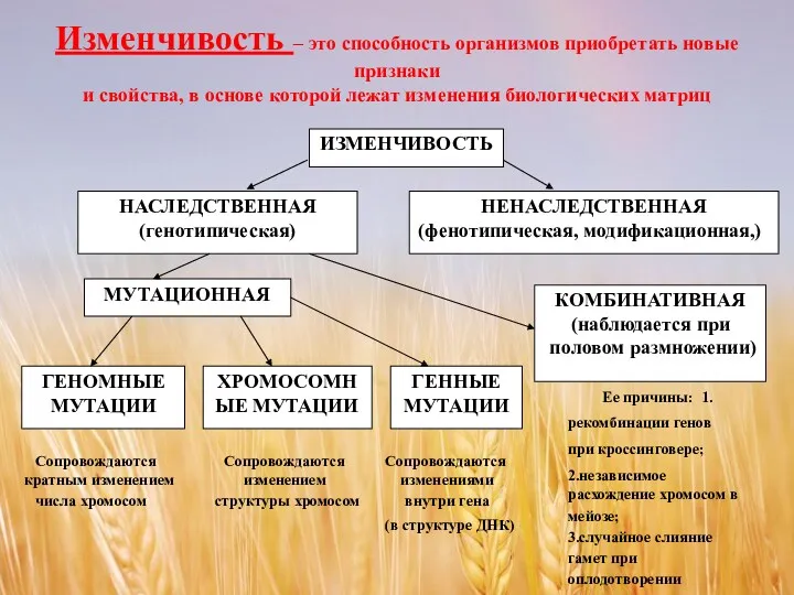 Изменчивость – это способность организмов приобретать новые признаки и свойства,