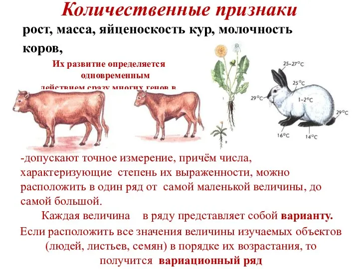 Количественные признаки рост, масса, яйценоскость кур, молочность коров, Их развитие