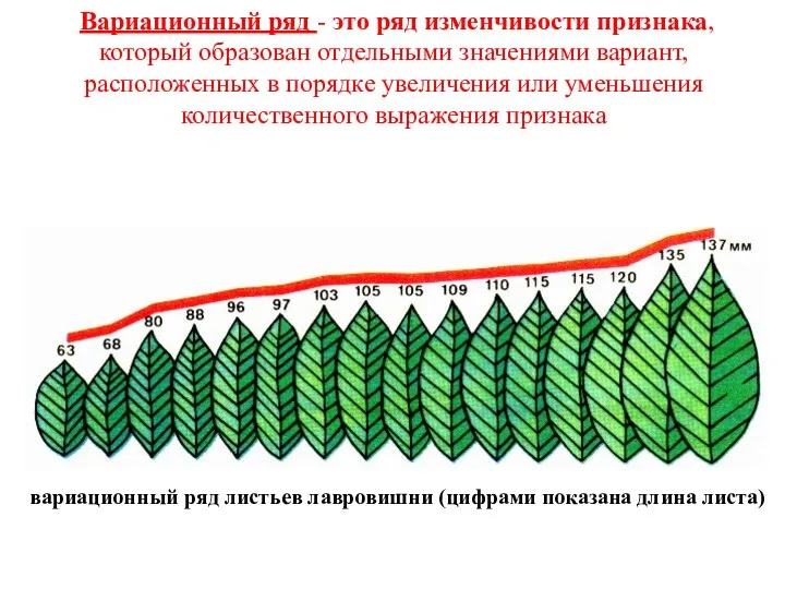 Вариационный ряд - это ряд изменчивости признака, который образован отдельными