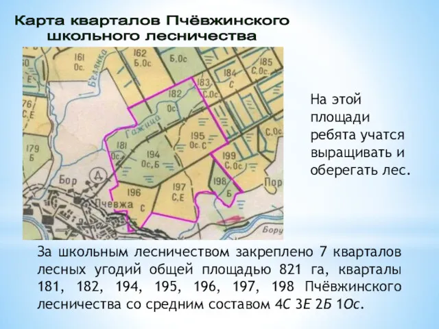 За школьным лесничеством закреплено 7 кварталов лесных угодий общей площадью