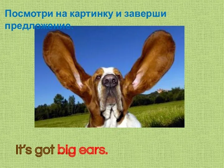 Посмотри на картинку и заверши предложение. It’s got …. It’s got big ears.