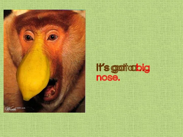 It’s got a …. It’s got a big nose.