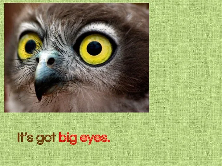 It’s got …. It’s got big eyes.