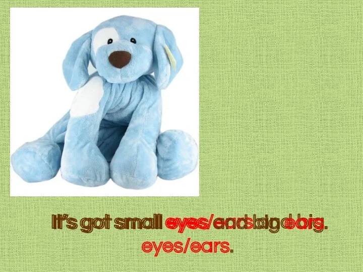 It’s got small eyes/ears and big eyes/ears. It’s got small eyes and big ears.