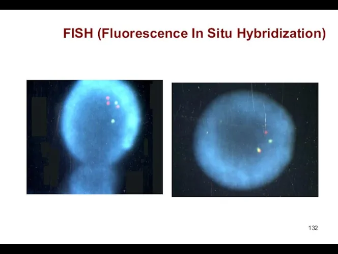 FISH (Fluorescence In Situ Hybridization)