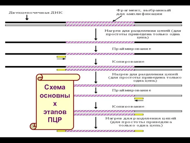 Схема основных этапов ПЦР