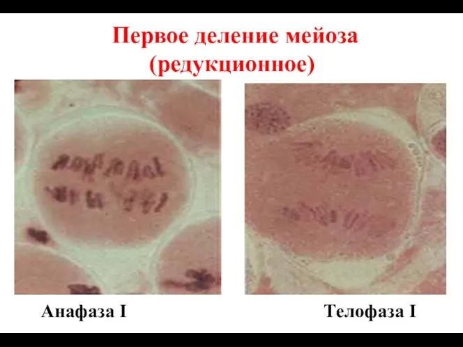 Первое деление мейоза (редукционное) Анафаза I Телофаза I
