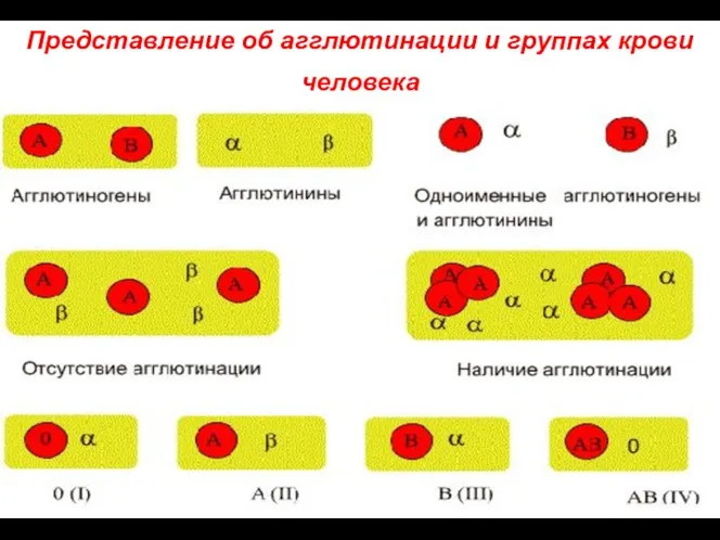 Представление об агглютинации и группах крови человека