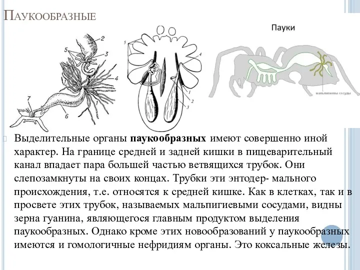 Паукообразные Выделительные органы паукообразных имеют совершенно иной характер. На границе