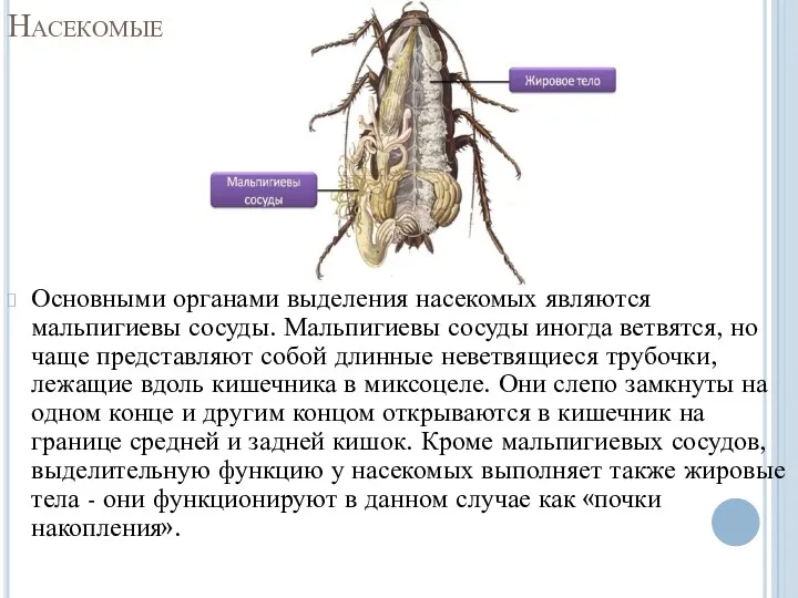 Насекомые Основными органами выделения насекомых являются мальпигиевы сосуды. Мальпигиевы сосуды