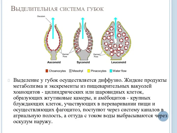 Выделительная система губок Выделение у губок осуществляется диффузно. Жидкие продукты