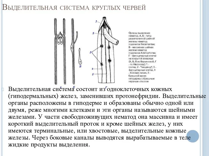 Выделительная система круглых червей Выделительная система состоит из одноклеточных кожных