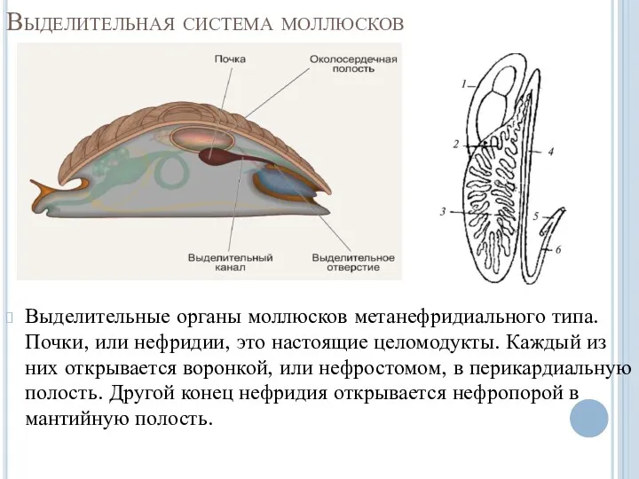 Выделительная система моллюсков Выделительные органы моллюсков метанефридиального типа. Почки, или