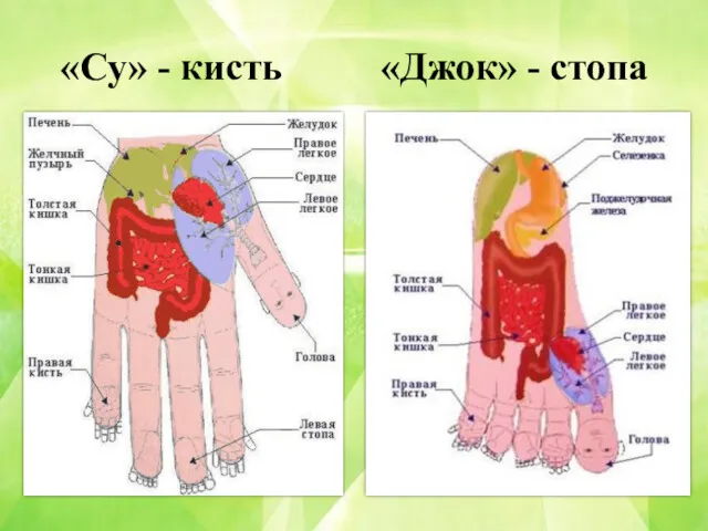 «Су» - кисть «Джок» - стопа