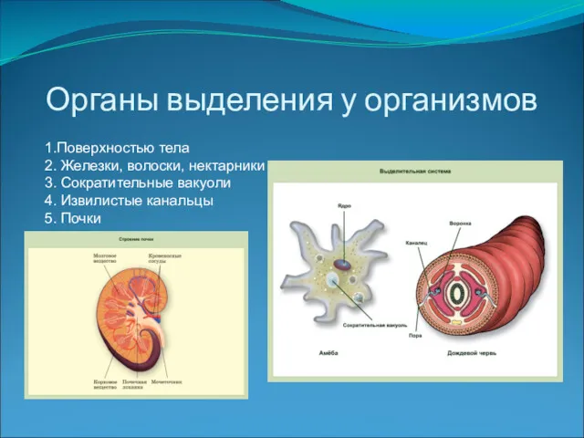 Органы выделения у организмов 1.Поверхностью тела 2. Железки, волоски, нектарники
