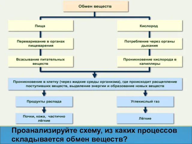 Проанализируйте схему, из каких процессов складывается обмен веществ?