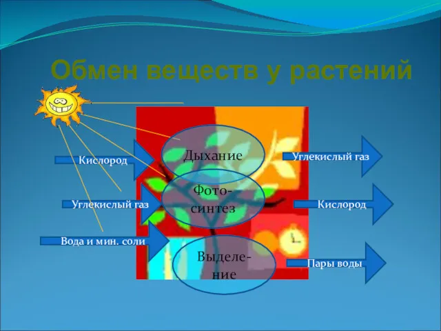 Обмен веществ у растений Углекислый газ Кислород Вода и мин.