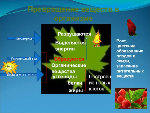 Превращение веществ в организме Кислород Углекислый газ Вода и мин.