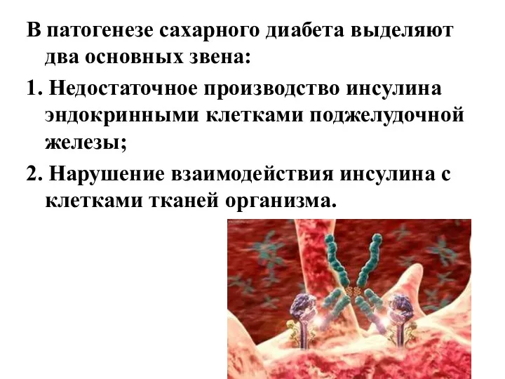 В патогенезе сахарного диабета выделяют два основных звена: 1. Недостаточное