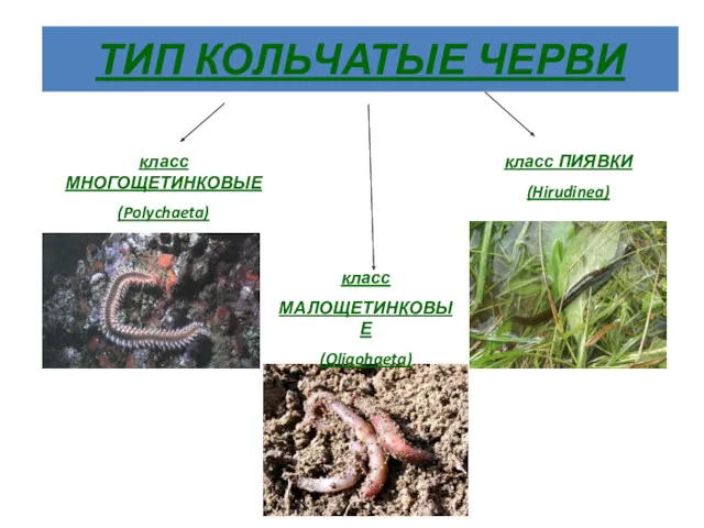 ТИП КОЛЬЧАТЫЕ ЧЕРВИ класс МНОГОЩЕТИНКОВЫЕ (Polychaeta) класс ПИЯВКИ (Hirudinea) класс МАЛОЩЕТИНКОВЫЕ (Oligohaeta)