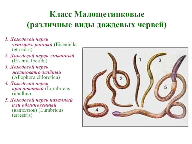 Класс Малощетинковые (различные виды дождевых червей) 1. Дождевой червь четырёхгранный