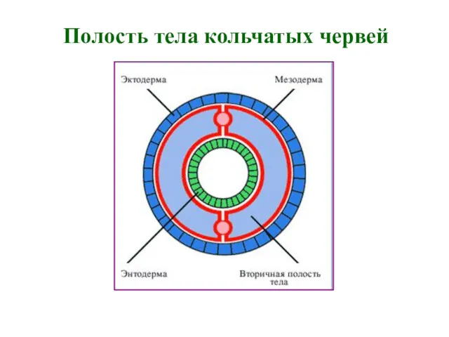 Полость тела кольчатых червей