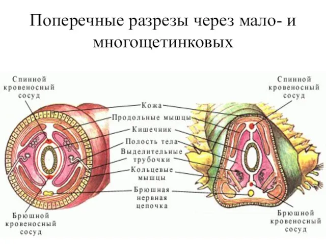 (С) Шулепова Т.В., 2009 Поперечные разрезы через мало- и многощетинковых