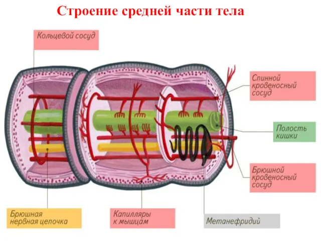 Строение средней части тела