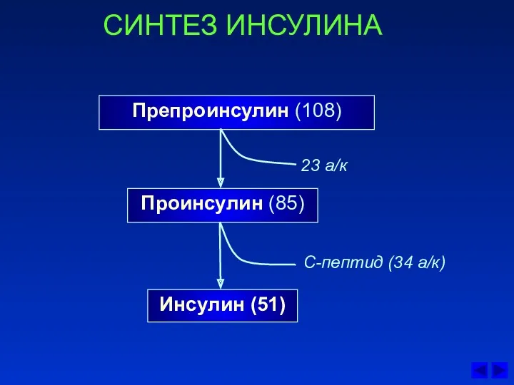 СИНТЕЗ ИНСУЛИНА Препроинсулин (108) Проинсулин (85) Инсулин (51) 23 а/к С-пептид (34 а/к)