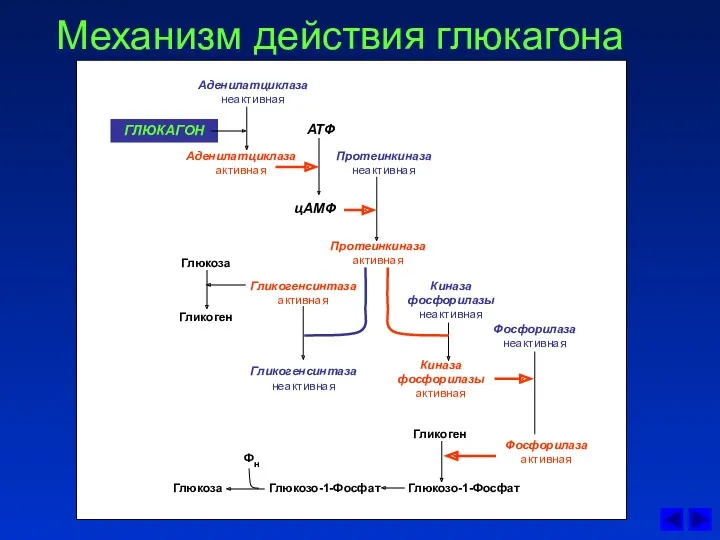 Механизм действия глюкагона Аденилатциклаза неактивная АТФ ГЛЮКАГОН Протеинкиназа неактивная Протеинкиназа активная Киназа фосфорилазы