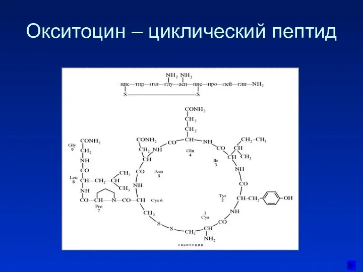 Окситоцин – циклический пептид