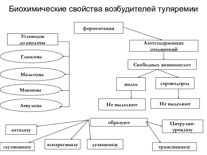 Биохимические свойства возбудителей туляремии ферментация Углеводов до кислоты Азотсодержащих соединений