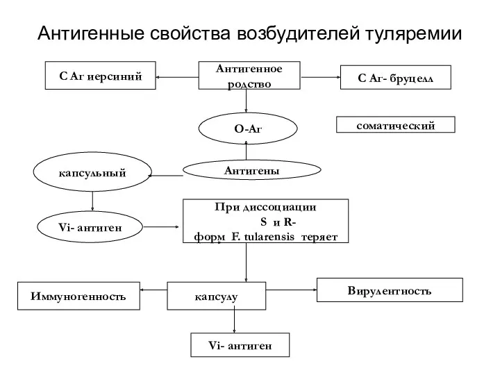 Антигенные свойства возбудителей туляремии С Аг иерсиний Антигенное родство С