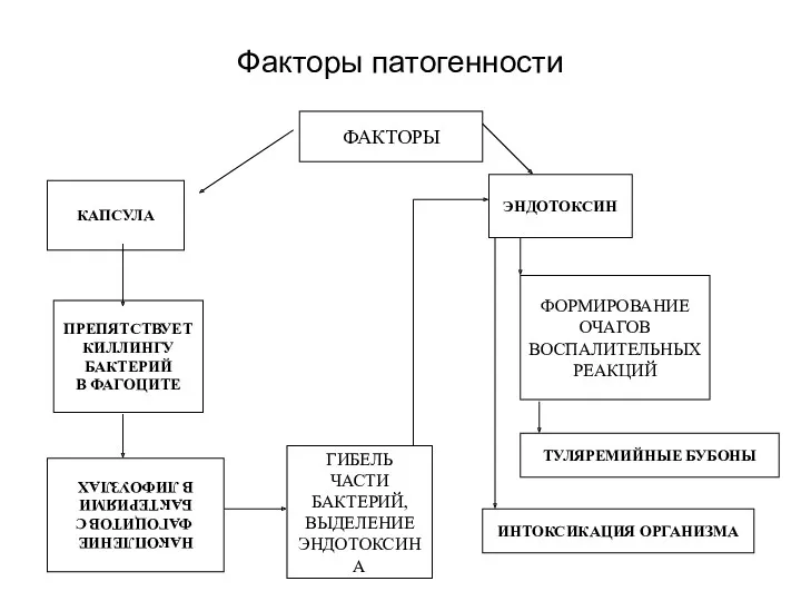 Факторы патогенности ФАКТОРЫ КАПСУЛА ЭНДОТОКСИН ПРЕПЯТСТВУЕТ КИЛЛИНГУ БАКТЕРИЙ В ФАГОЦИТЕ