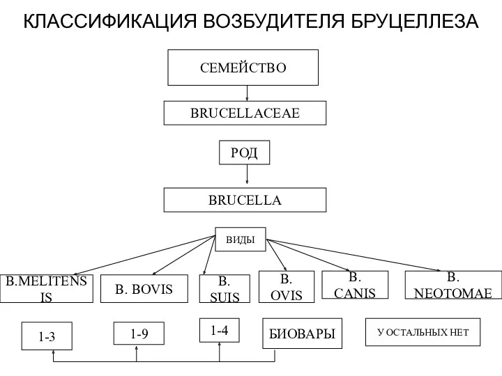 КЛАССИФИКАЦИЯ ВОЗБУДИТЕЛЯ БРУЦЕЛЛЕЗА СЕМЕЙСТВО BRUCELLACEAE РОД BRUCELLA ВИДЫ B.MELITENSIS B.