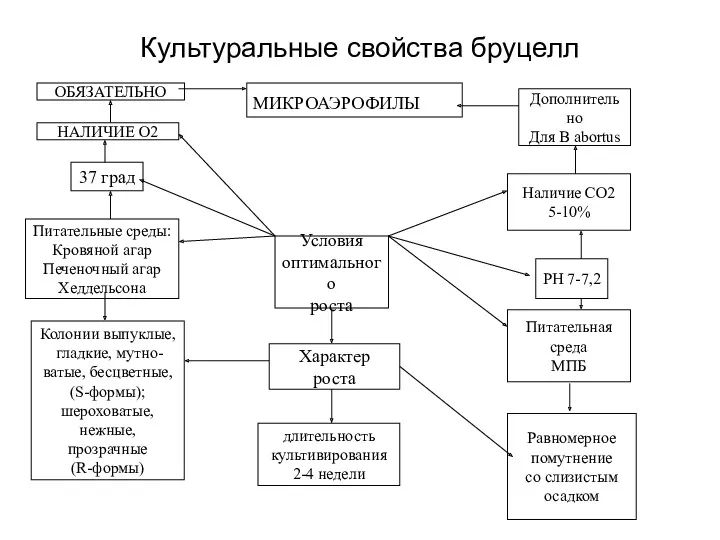 Культуральные свойства бруцелл ОБЯЗАТЕЛЬНО НАЛИЧИЕ О2 37 град Питательные среды: