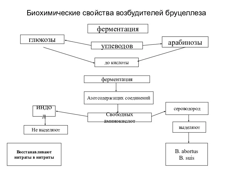 Биохимические свойства возбудителей бруцеллеза ферментация углеводов глюкозы арабинозы до кислоты